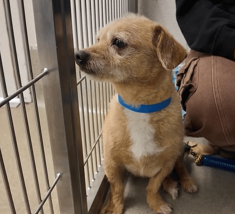 Tiny Terrier Barked at Everyone—But One Leash Changed Everything